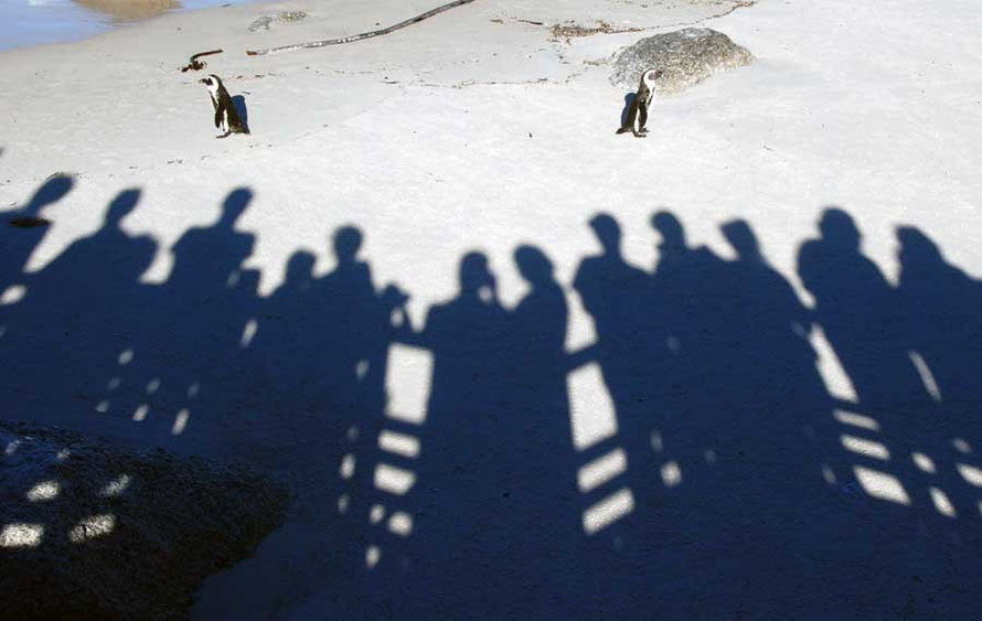 Safety in numbers: Humans with African Penguin Security Guards, Simons Town