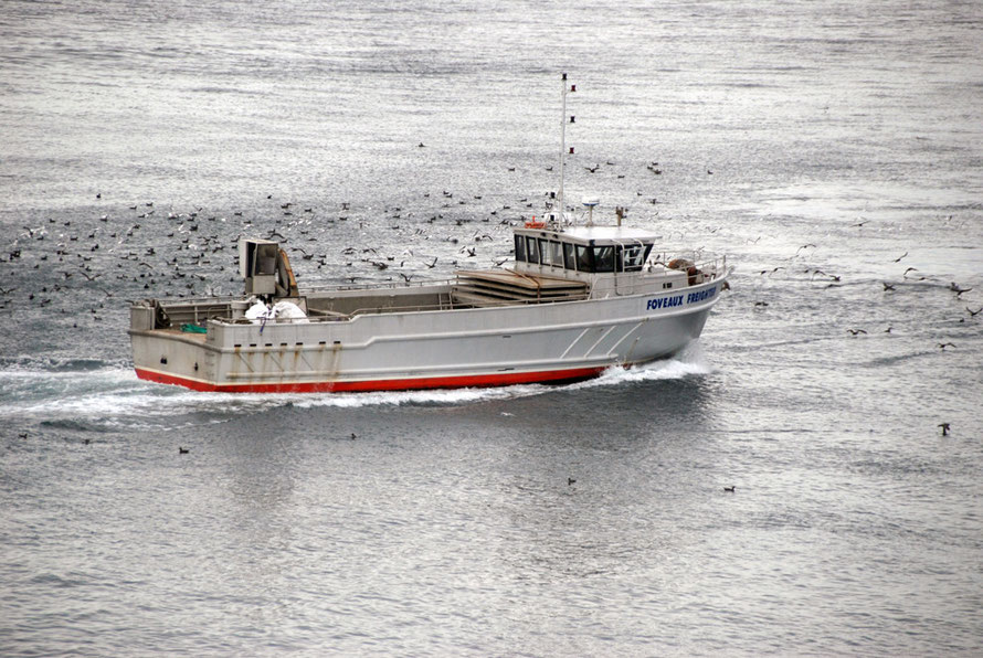 The Stewart Island supply boat, the Foveaux Freighter, passing through a flock of surface-feeding Sooty Shearwaters off  Ackers Point in late March