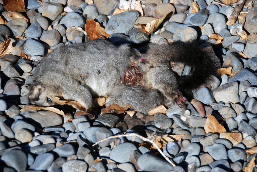 The first dead possum: Matingarahi Bay, Auckland. 