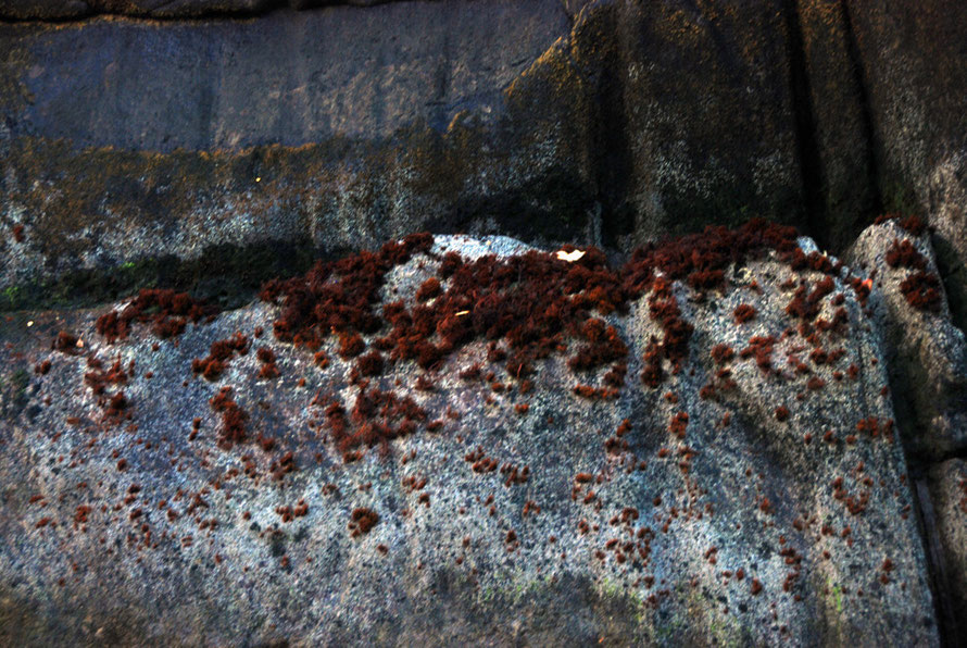 Red seeweed and barnacles at the highwater mark on the sidee of Milford Sound. Little can grow in the freshwater that overtops the saltwater in the Sound.