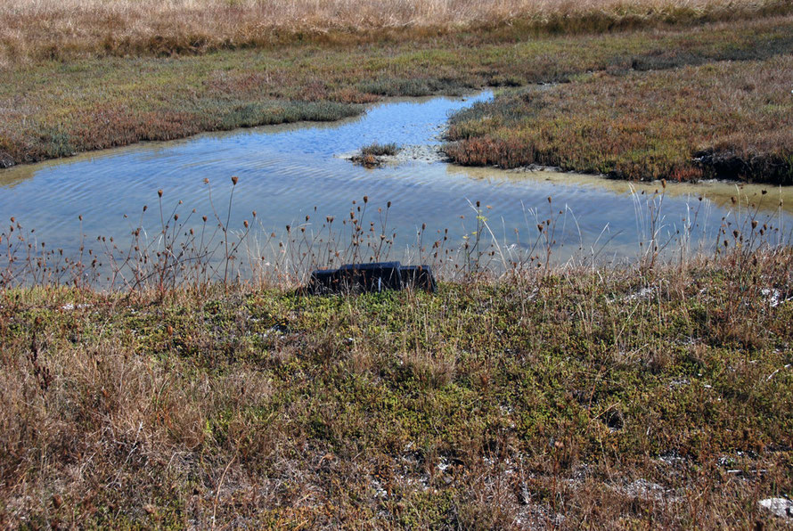 Bait trap for rats and stoats at Miranda Reserve. 