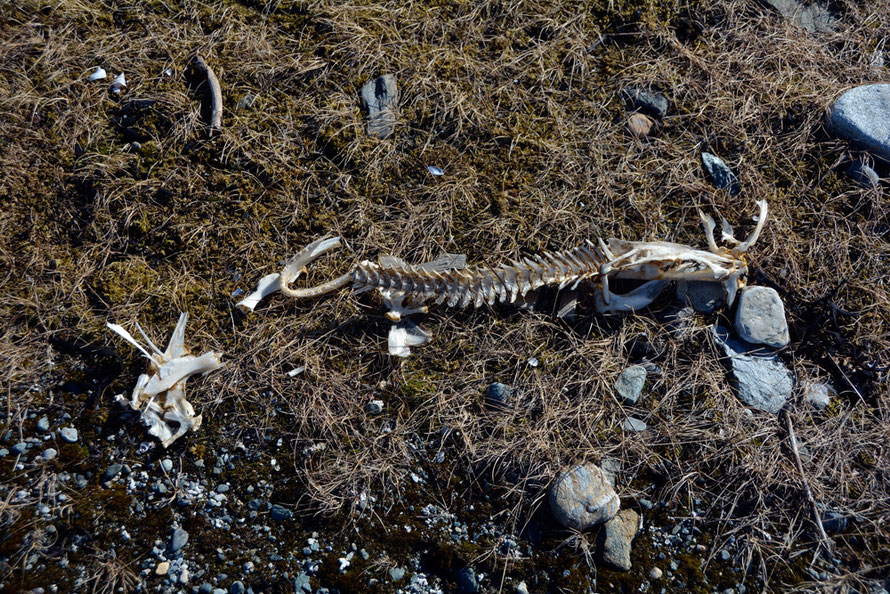 Fish bones on Russlev foreshore, probably Cod. 13th century Cod bones have recently been found in London excavations suggesting a rapid growth in impported stockfish from sub-arctic Norway. 