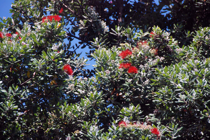 Late Pohutukawa (metrosideros excelsa) blossoms at the entrance to Karekare Beach. 