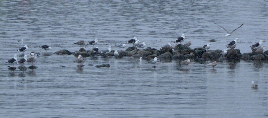 Gulls (two types) in the snow at Senjacopen fish processing plant. 