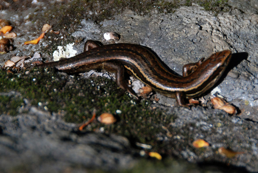 Common Skink (Oligosoma nigriplantare)  seen on the smaller of the two pyramids on Okia Flat, Otago Peninsula. New Zealand skinks give brith to live offspring.