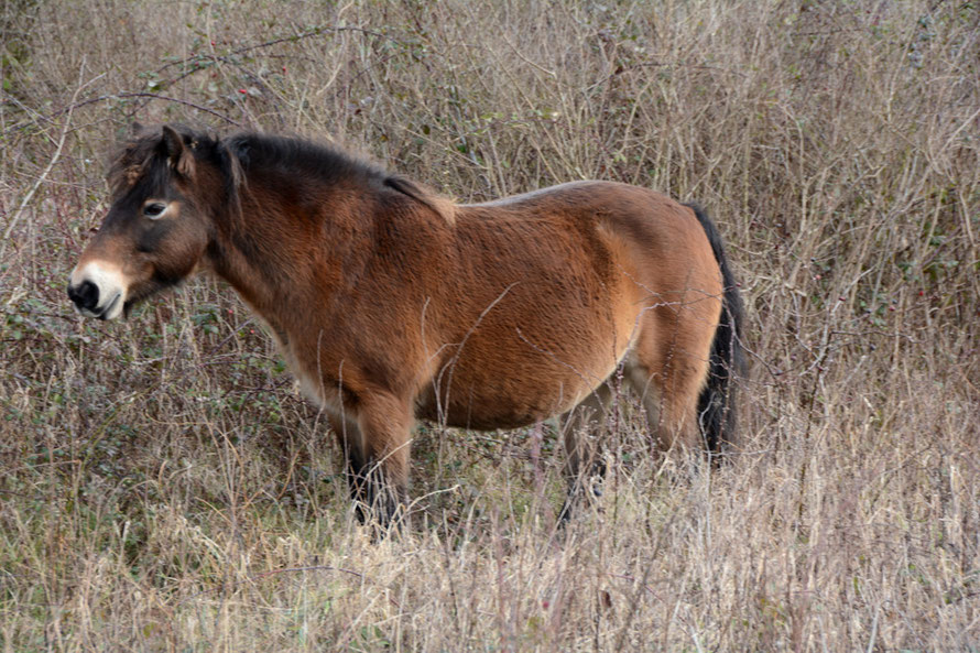 Exmoor pony in bleached-out bramble, rose and privet scrub at Pegwell Bay reserve. 