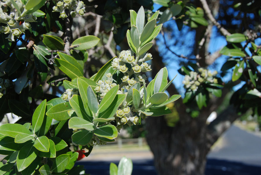 The developing seed buds of the Pōhutukawa - the New Zealand Christmas Tree - Metrosideros excelsa at Kaiaua on the Firth of Thames. 