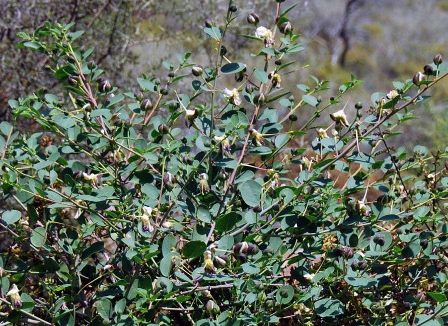 The Spiny Caper (capparis spinosa)  picked to be used pickled as an appetiser