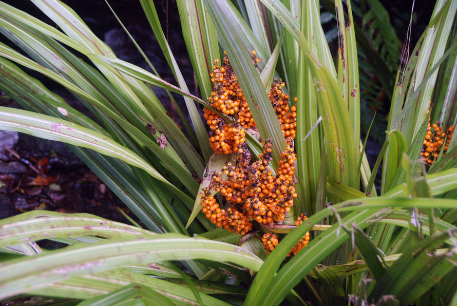 The Bush Lily (Astelia fragrans) with its charcteristic orange berries. This specimen on the Chalet Lookout Path at Fox Glacier.