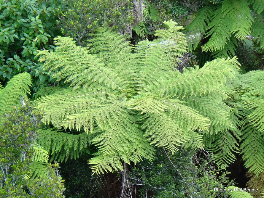 C. cunninghamii from above - not horizontal fronds and light green colour and light green/yellow coulred stiped towards frond end (Source: Terrain/Phil Bendle)