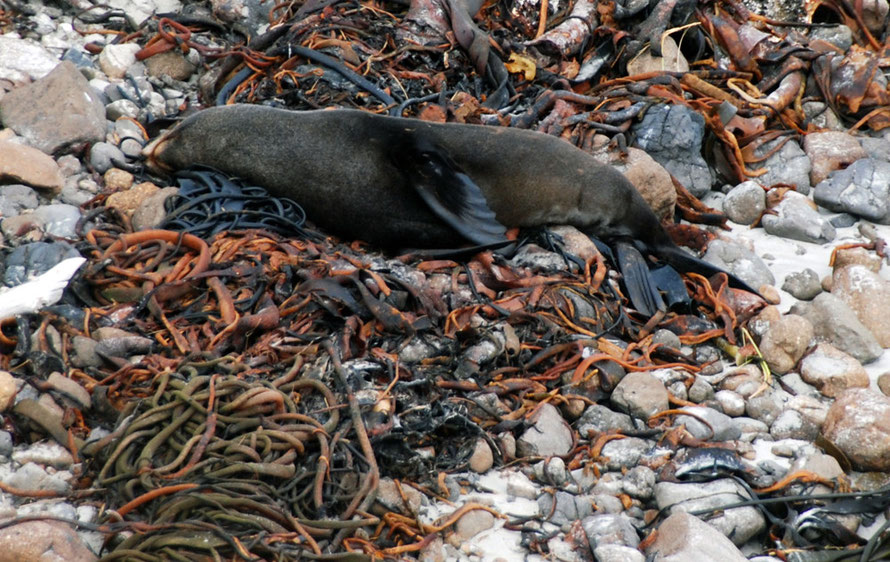 Who'd have thought a great big pile of bull kelp could be so luxuriously comfortable