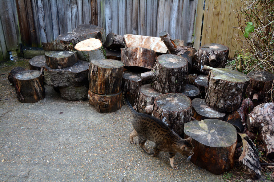 There is a difference between looking a gift horse in the mouth and accepting him and his family: part of the haul of complimentary logs. Mainly Martitime Pine with some big Beech rounds as well. The neighbour's cat inspectiong. 