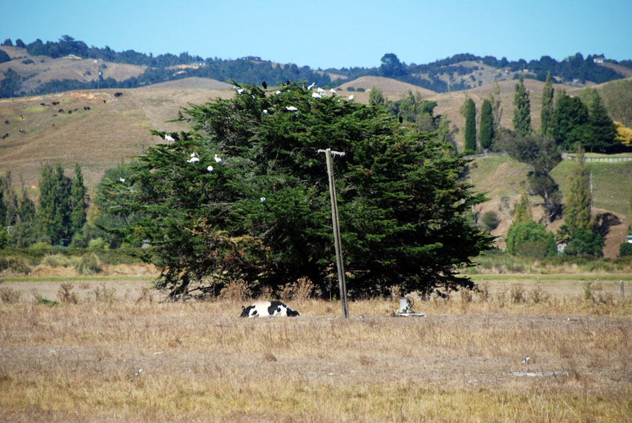 Fifteen Spoonbills and assorted shags in a tree near Miranda with parched pasture, cow and three Spur-winged Plovers. 