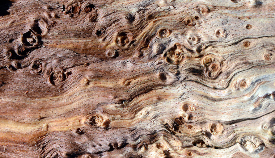 Beech wood - fagus sylvatica - from the lower trunk where it has formed these super-tough burrs. The richer colours on the left are where water has gotten into the wood. 