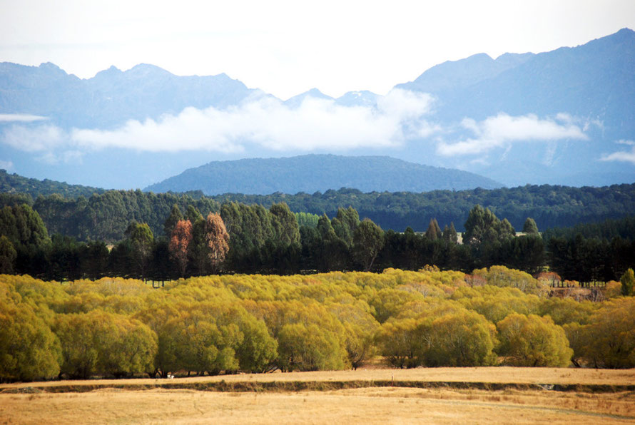 A strangely English scene in the Waiau River valley with willows, poplars and pine belts creating a veritable symphony of greens, ochre-yellows and matt blue-greens with the mountains rising behind.