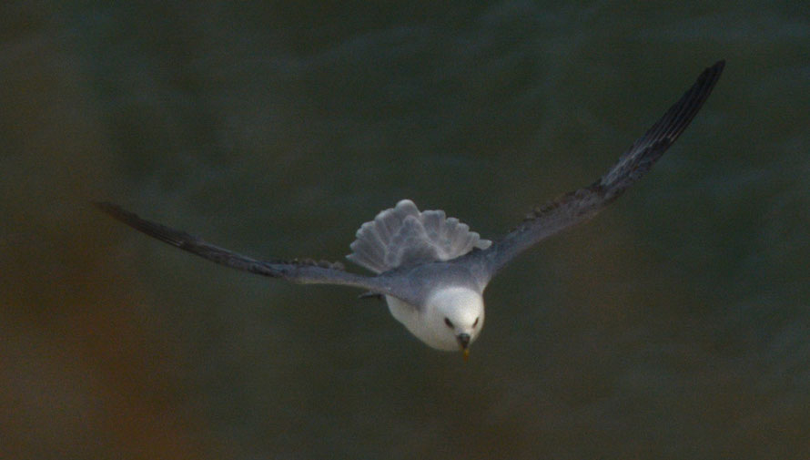 Air brakes: Fulmar approaching nesting site at full speed.