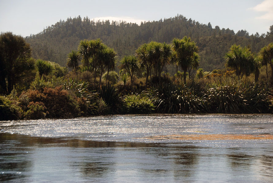 Cabbage tree/ti kouka (Cordyline australis) and flax (Phormium tenax) line the banks of the Main Spring at Te Waikoropupu Springs, Golden Bay.