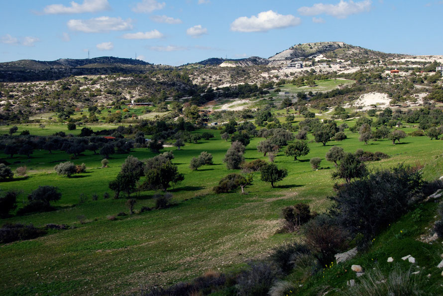 Carob and olive in the green fields below Khirokitia village