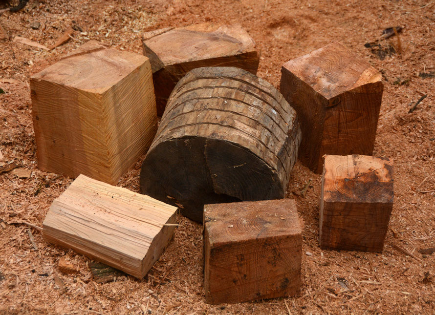 The Blocks: Ash in the middle, Monterrey Cypress, Yew and Pine around about.