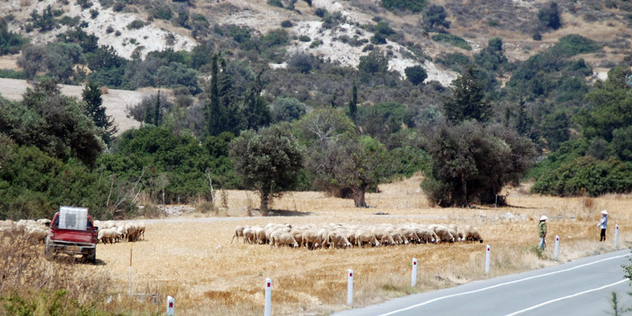 Vietnamese sheep-women minding the flock while the owner drives the sheep in his pick