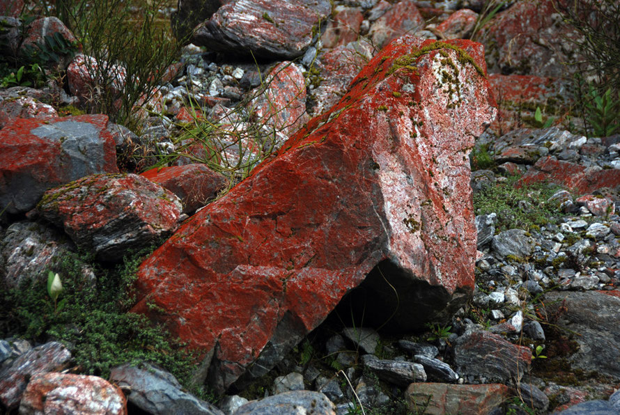 An early coloniser: a red lichen on glacial and erosion debris in the Fox Glacier Valley