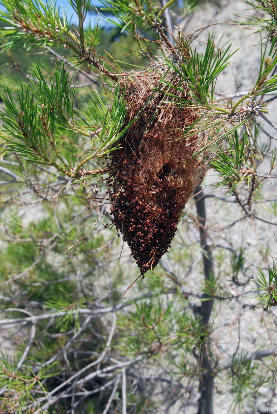 A curious nest in the Brutia pines