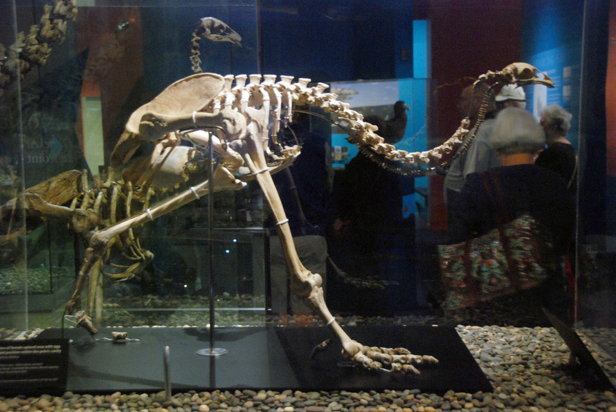 Skeleton of Female Upalnd Moa (megalapteryx didinus) in the Otago Museum, Dunedin. The Upland Moa moved with its head lowered in thick bush. 