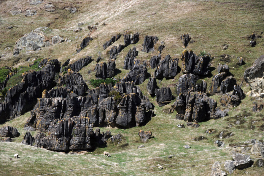 Unmantled karst forms - karren. The overlying soils and interveing rocks anve been dissolved away to leave these sentinels on the steep hillsides alongside the Cowin Road