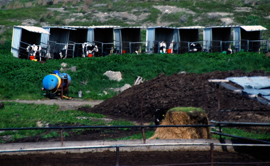 Calves in individual pens on farm on the way to Trouli