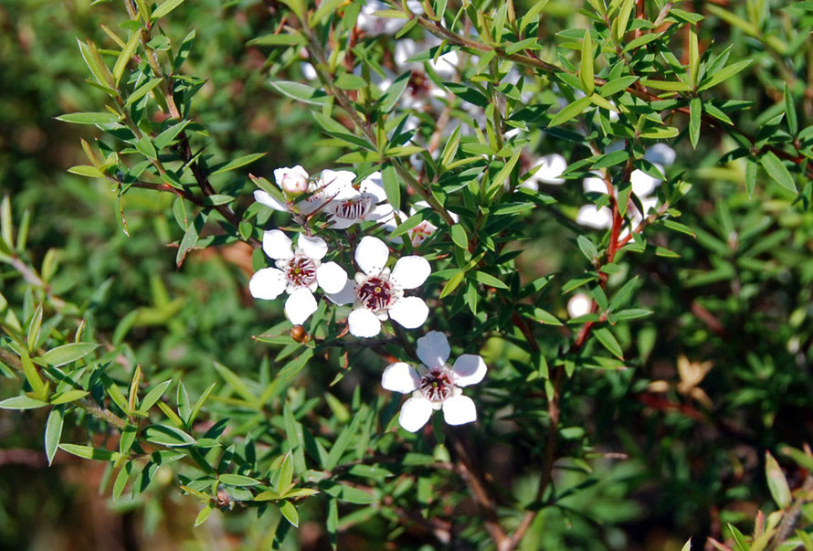 Manuka flowers. Manuka (Leptospermum scoparium) is differentiated from the Kanuka by the sharpness of its leaves. 