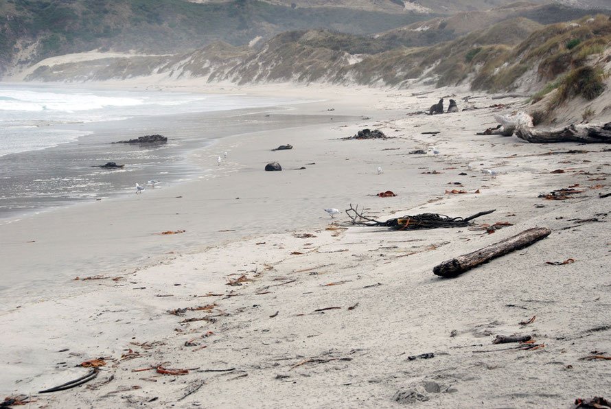 The wasteland of the beach, tangled piles of bull kelp and giant logs of drfitwood and in the distance two sea lion bulls squaring up to each other