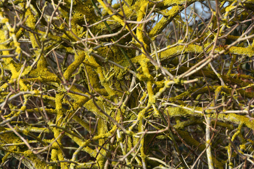 Sun on a lichen encrusted elder tree at Pegwell Bay. 