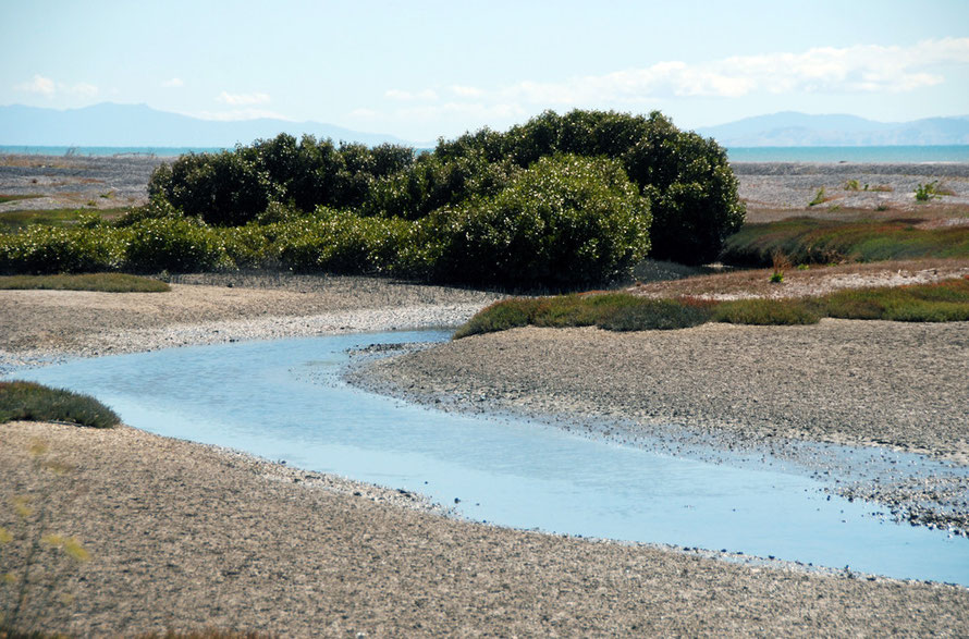 Mangrove trees/mānawa (Avicennia marina subsp. australasica) and samphire on the mudflats at Miranda. It occurs in New Zealand between 34 and 38 degrees south.