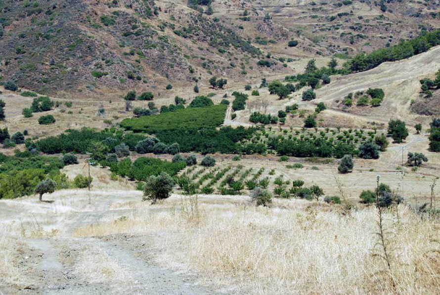 Olive and mandarin trees in a valley bottom by the Kokkina enclave