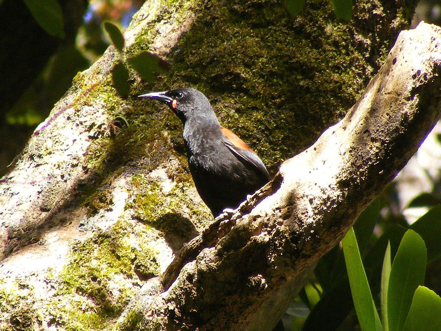 A Tieke, or South Island Saddleback, on Ulva Island, where they were first released in 2000. A population of South Island Saddlebacks is maintained on the island by the University of Otago.  South Isl