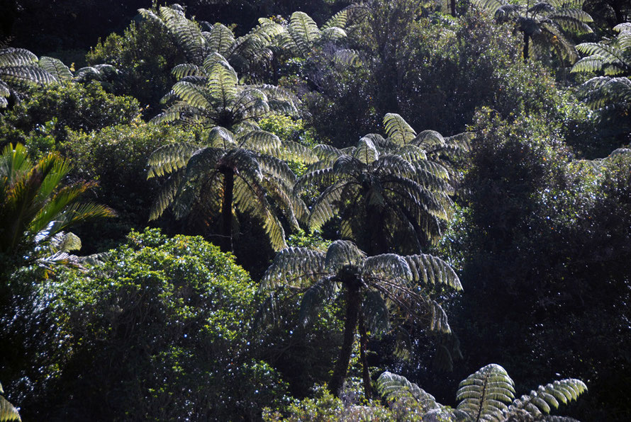 Sun filtering through tree fern dominated lowland forest in the Wainui Valley, Golden Bay.