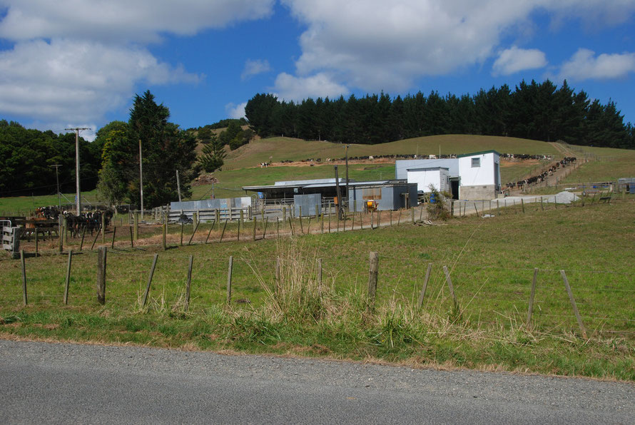 Milking parlour on the back road to Pakiri Beach, Auckland. The farm has a herd of 230 milking cows.