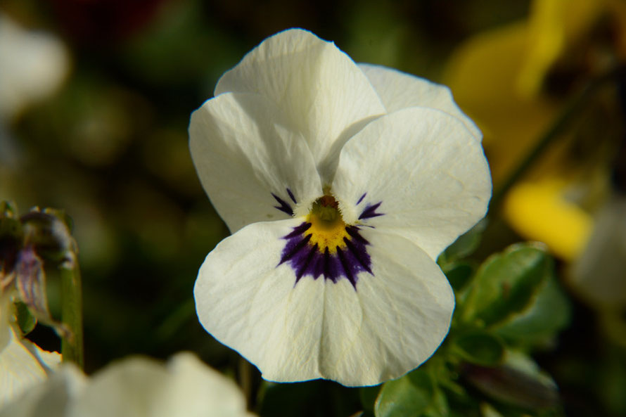 What to look for in spring: violas catching the early March sun.