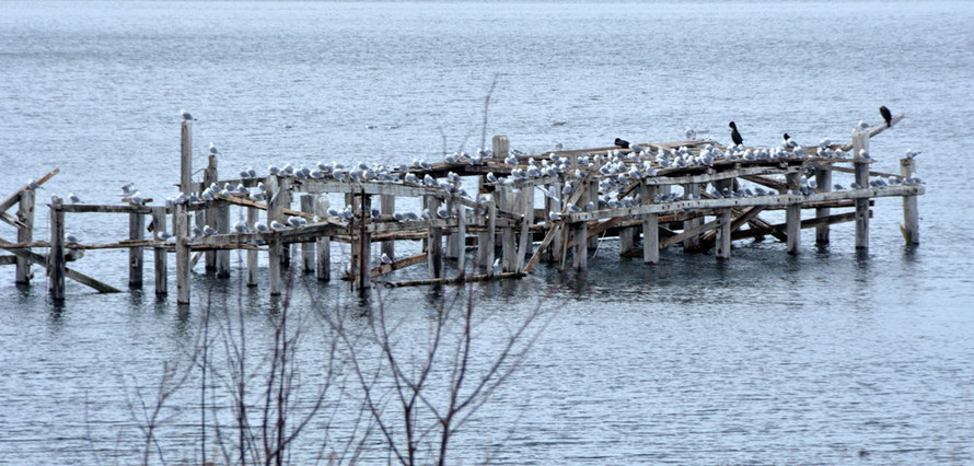 Abandoned jetty at Jøvik with kittiwakes and cormarants.