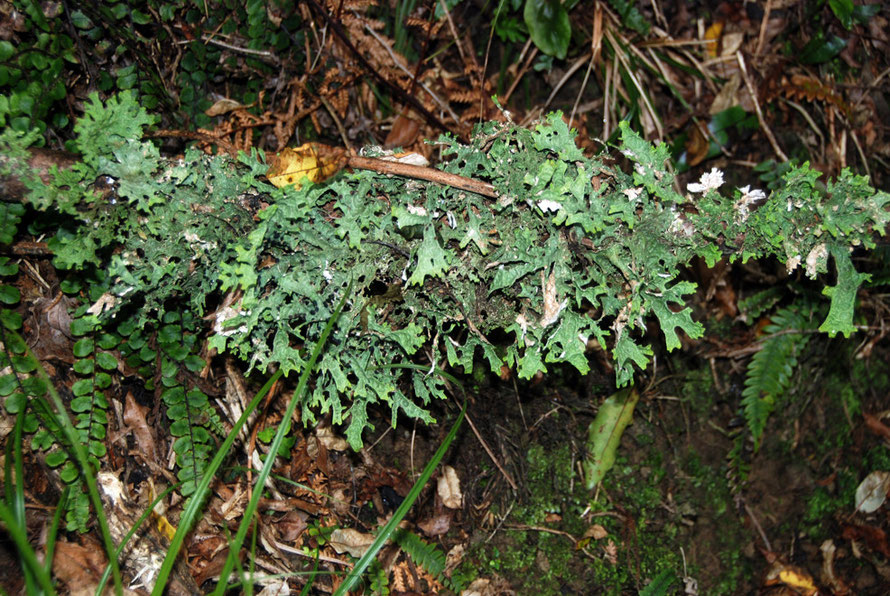 Lichen covered fallen branch on the forest floor on the Rakiura Track near Little River, Stewart Island.