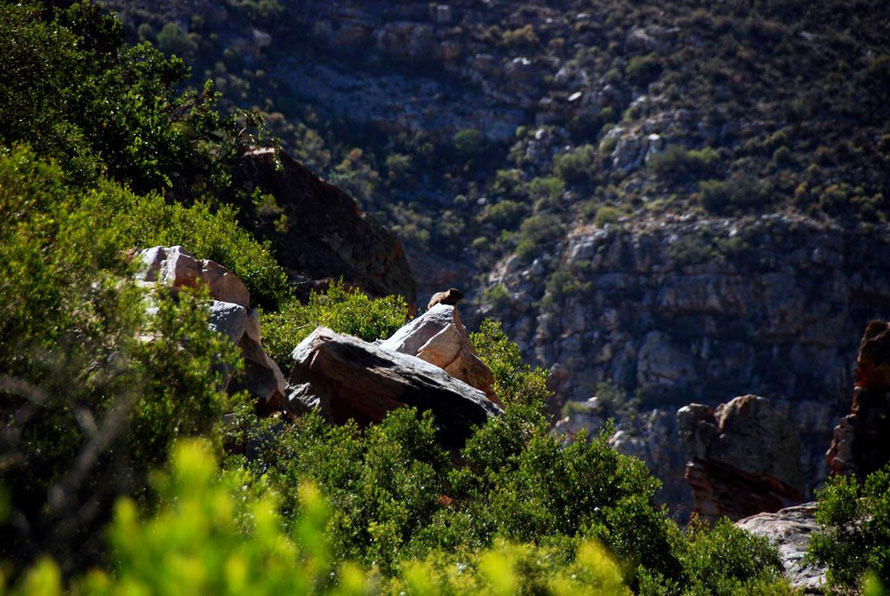 Montagu fynbos in semi-desert conditions