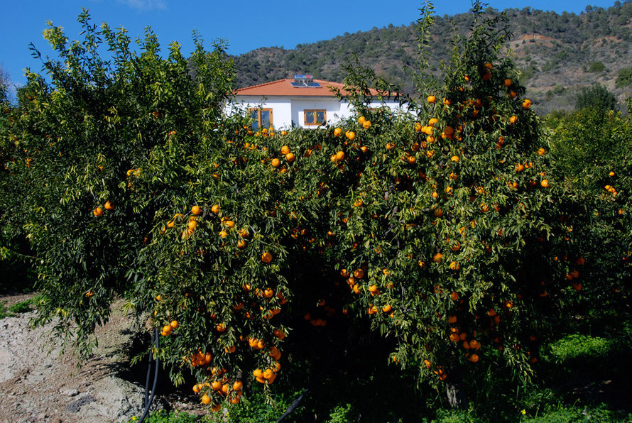 Tree laden with presumably 'Arakapas' mandarins, in the mandarin-village of Arakapas, the first centre of mandarin cultivation in 19th-century Cyprus, January 2013