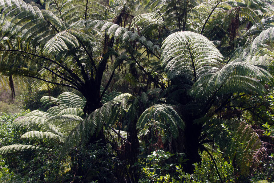 Close up of tree ferns on the Wainui Falls Walk