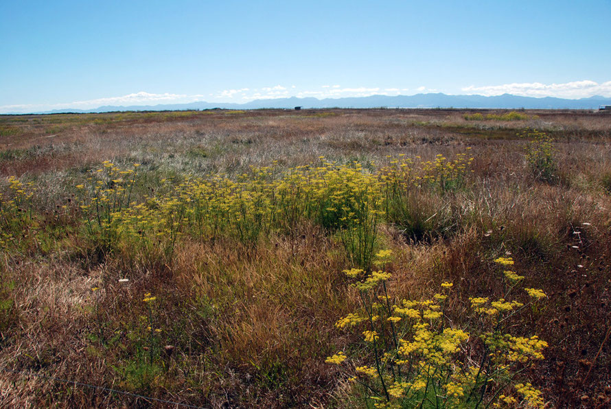 Dried out salt marsh with abundant and exotic fennel at Miranda Bird Reserve looking towards the shore of the Firth and the mountains of Coromandel on the other side of the water. 