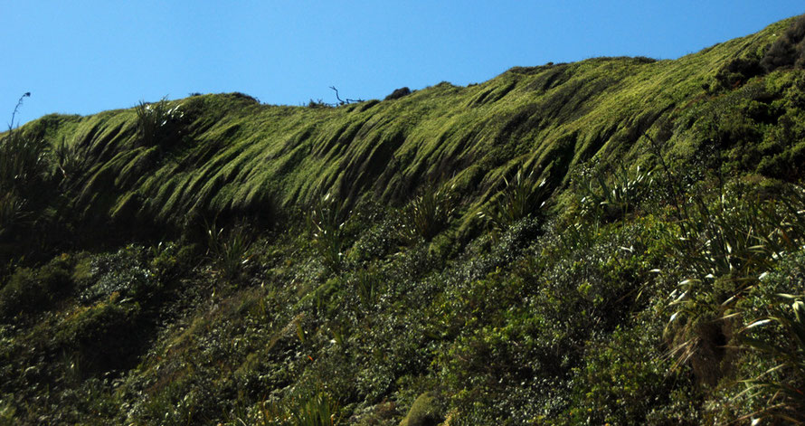 Wind-shaped close-knit shrub and flax on the Cowin Road south of Mangarakau