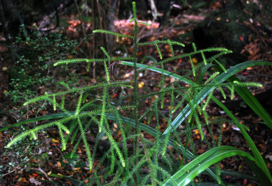 Seedling Rimu on Ulva Island