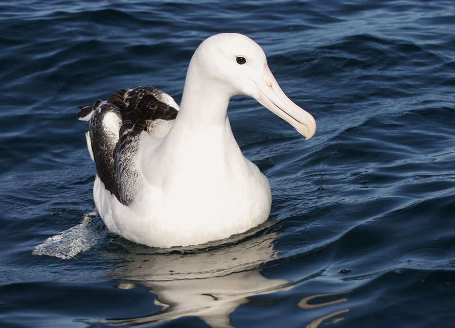 The Southern Royal (D. When the wind stops blowing albatross are becalmed and must sit it out on the surface of the sea (Courtesy M Jobling WikiCommons)