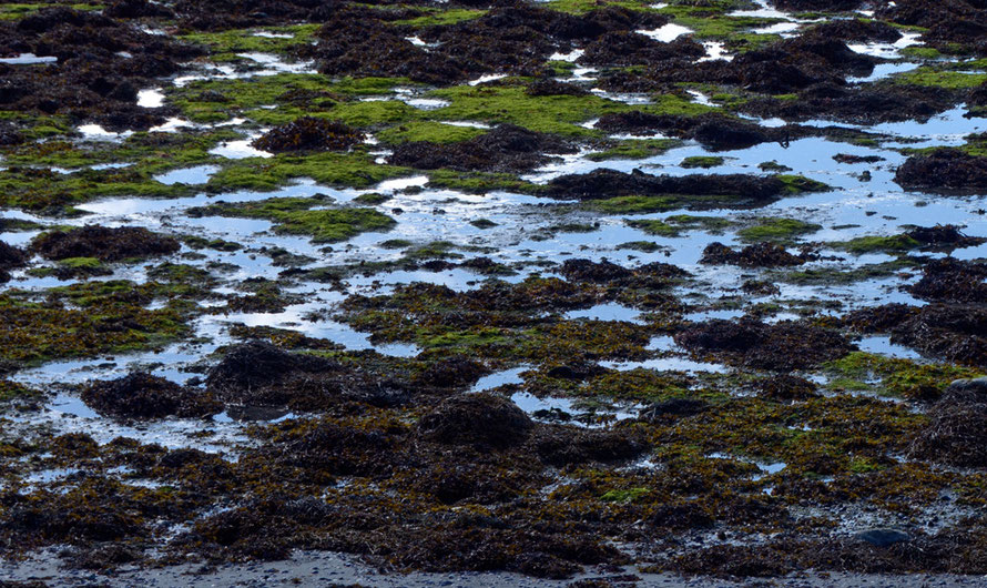 Verdant looking seaweed growth in the intertidal zone at Nord-Lenangen inlet on the Ullsfjorden towards the west end of the Lyngen Peninsula. The Norther Gulf Stream makes a huge difference to sea temperature even this far north. 