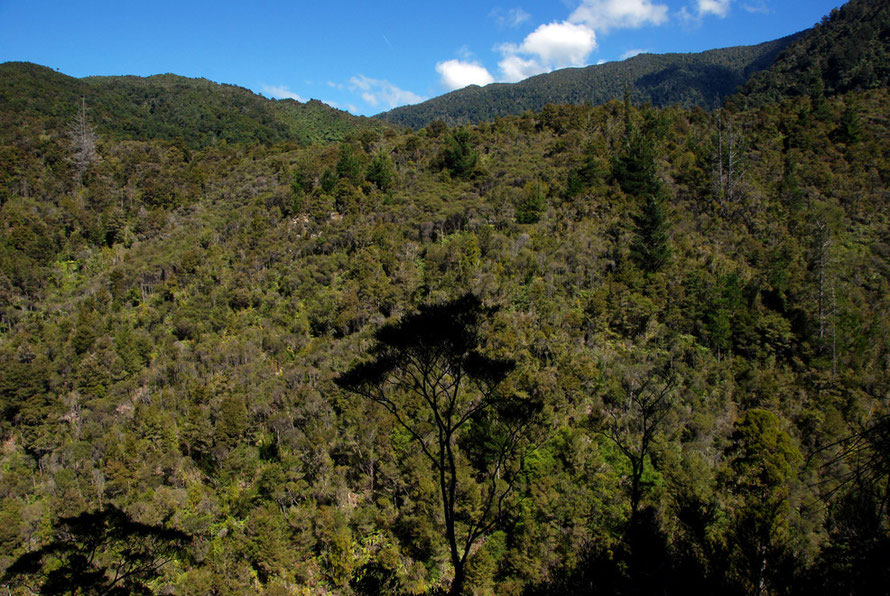 Regenerating forest on the south side of Campbell's Creek