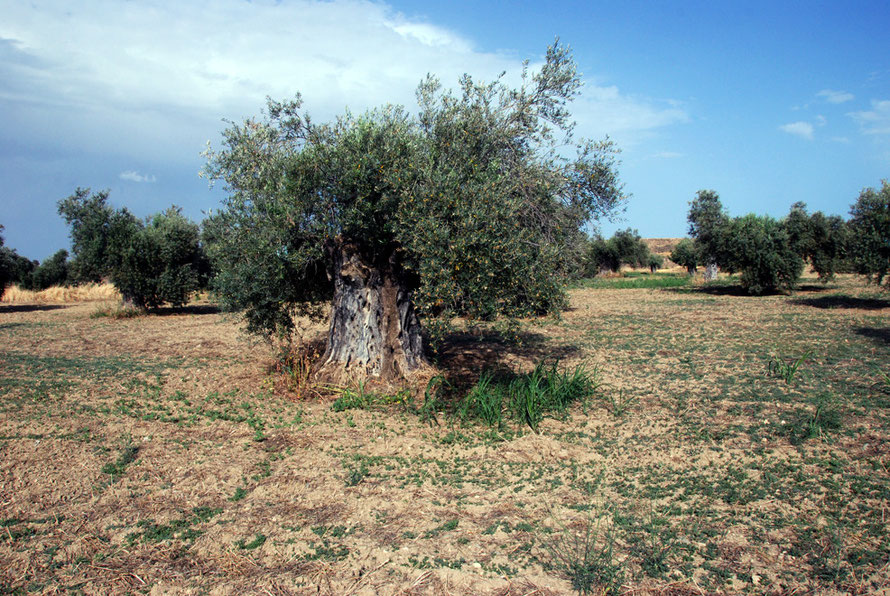 The venerable olive trees outside the Convent of Ayios Iraklidhios near Tamassos in Cyprus